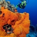 sponge_orange_is_v_0705_png0984.jpg